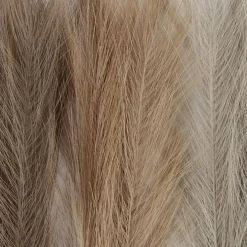 Pampas ruoho