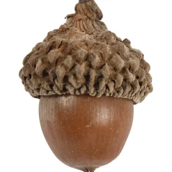 Tammenterho